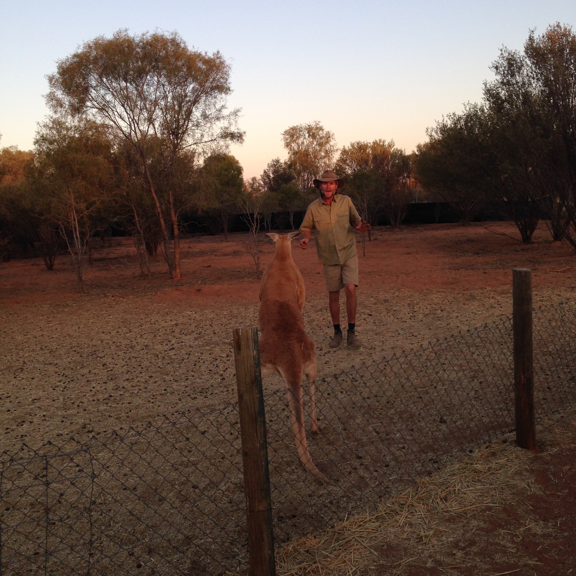 Brolga and Roger face off