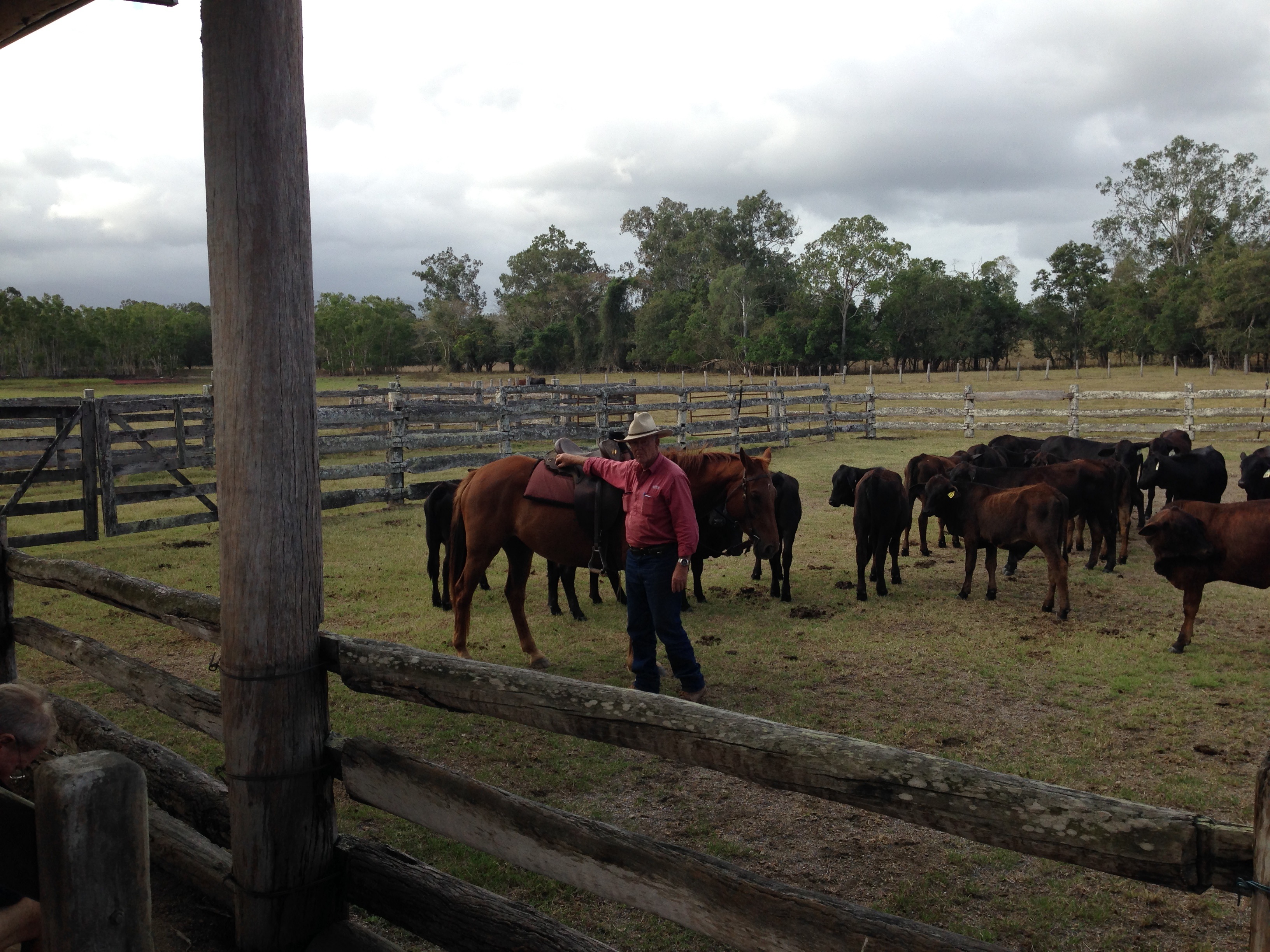 cattle_station_1