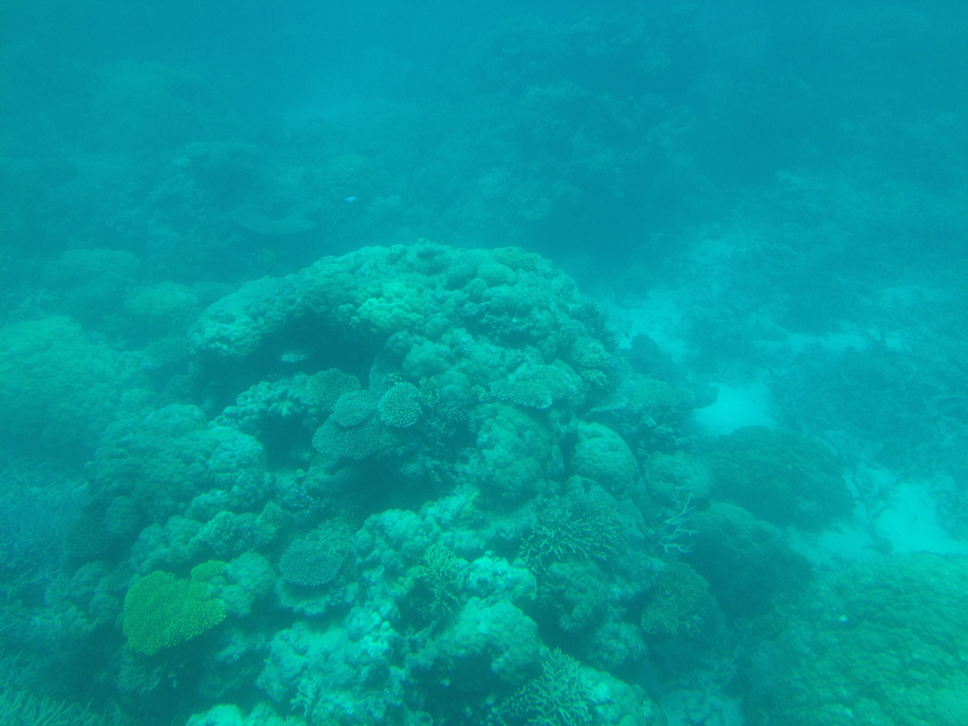 Coral formations at the GBR