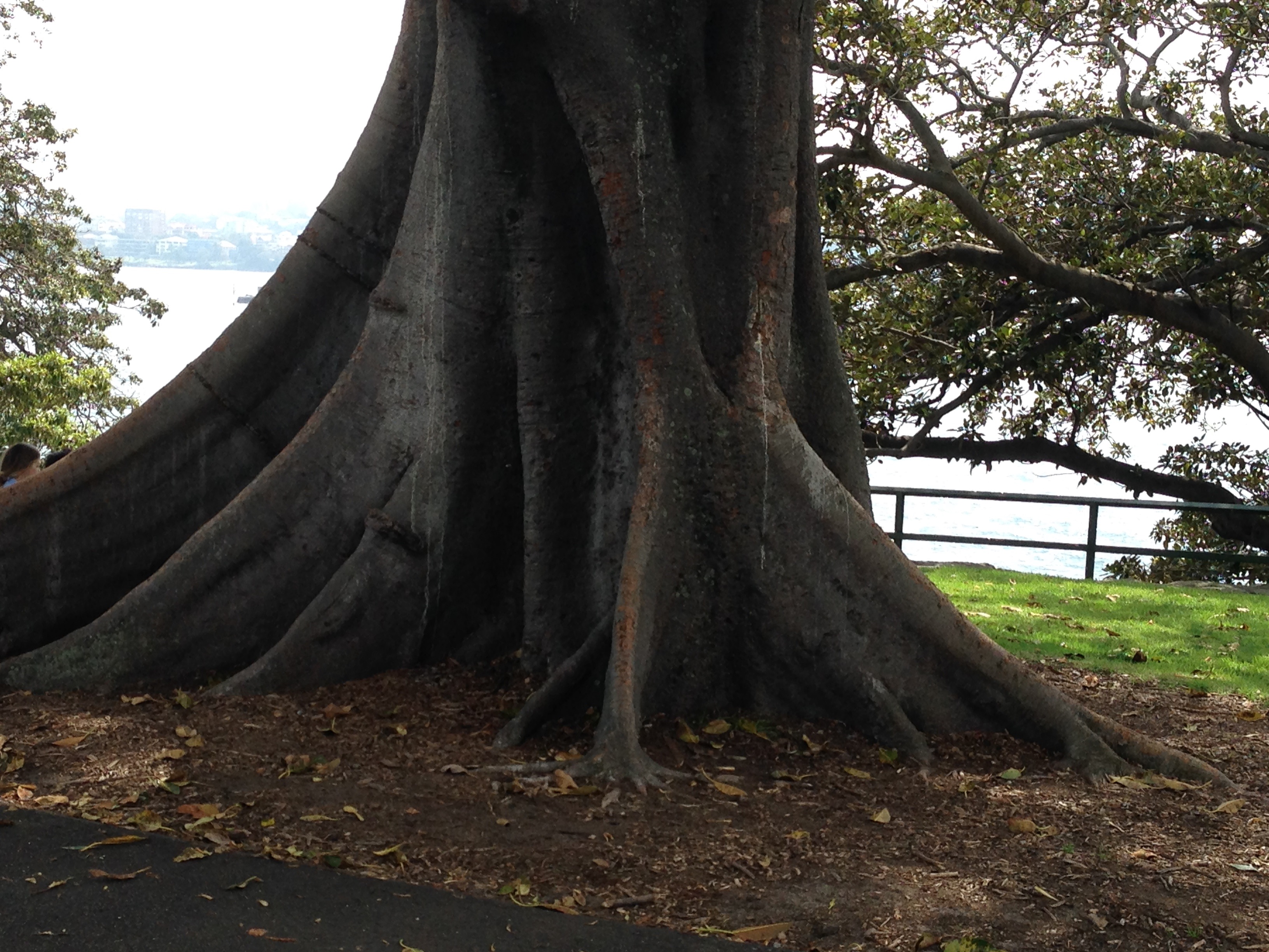 Old Fig Tree