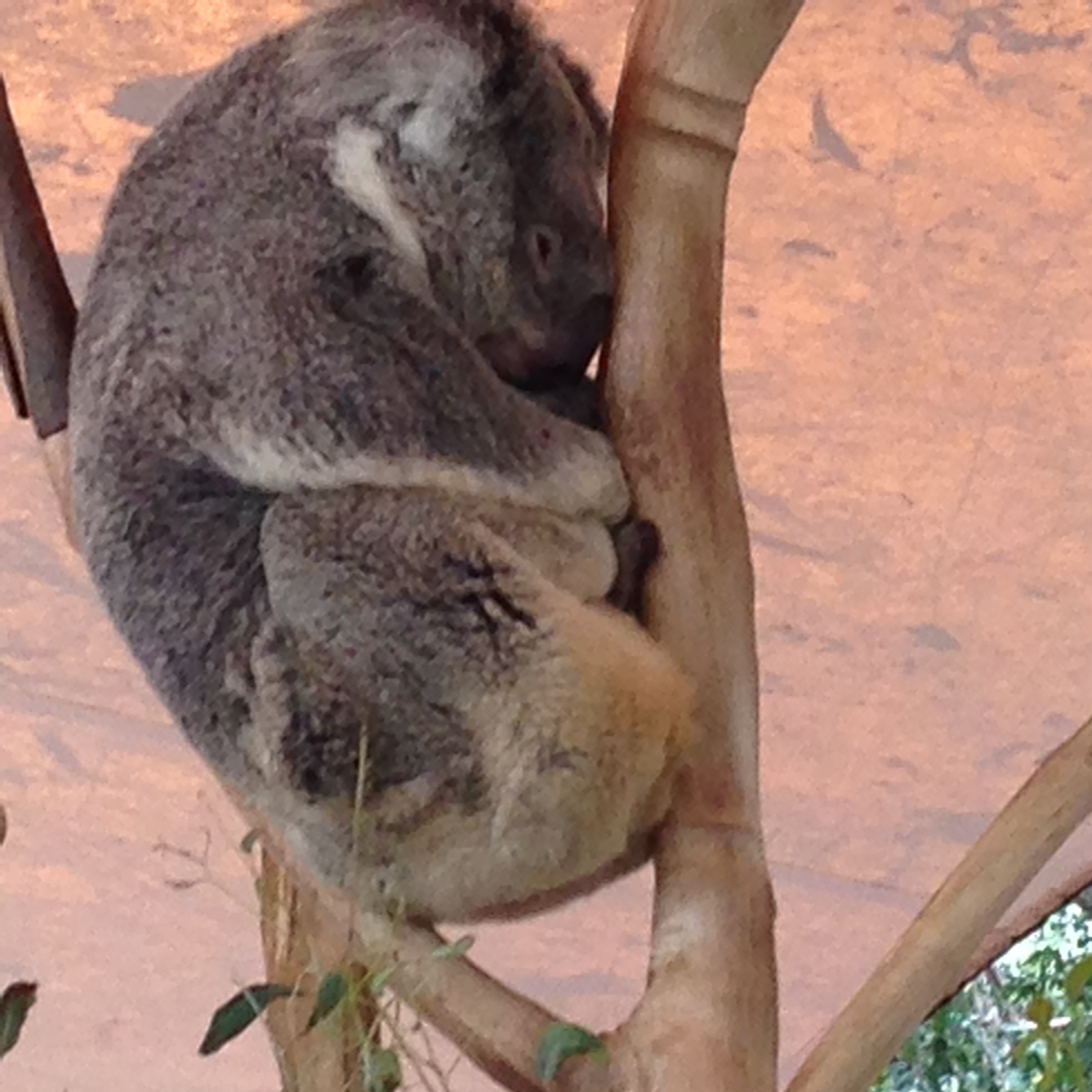 sleeping koala