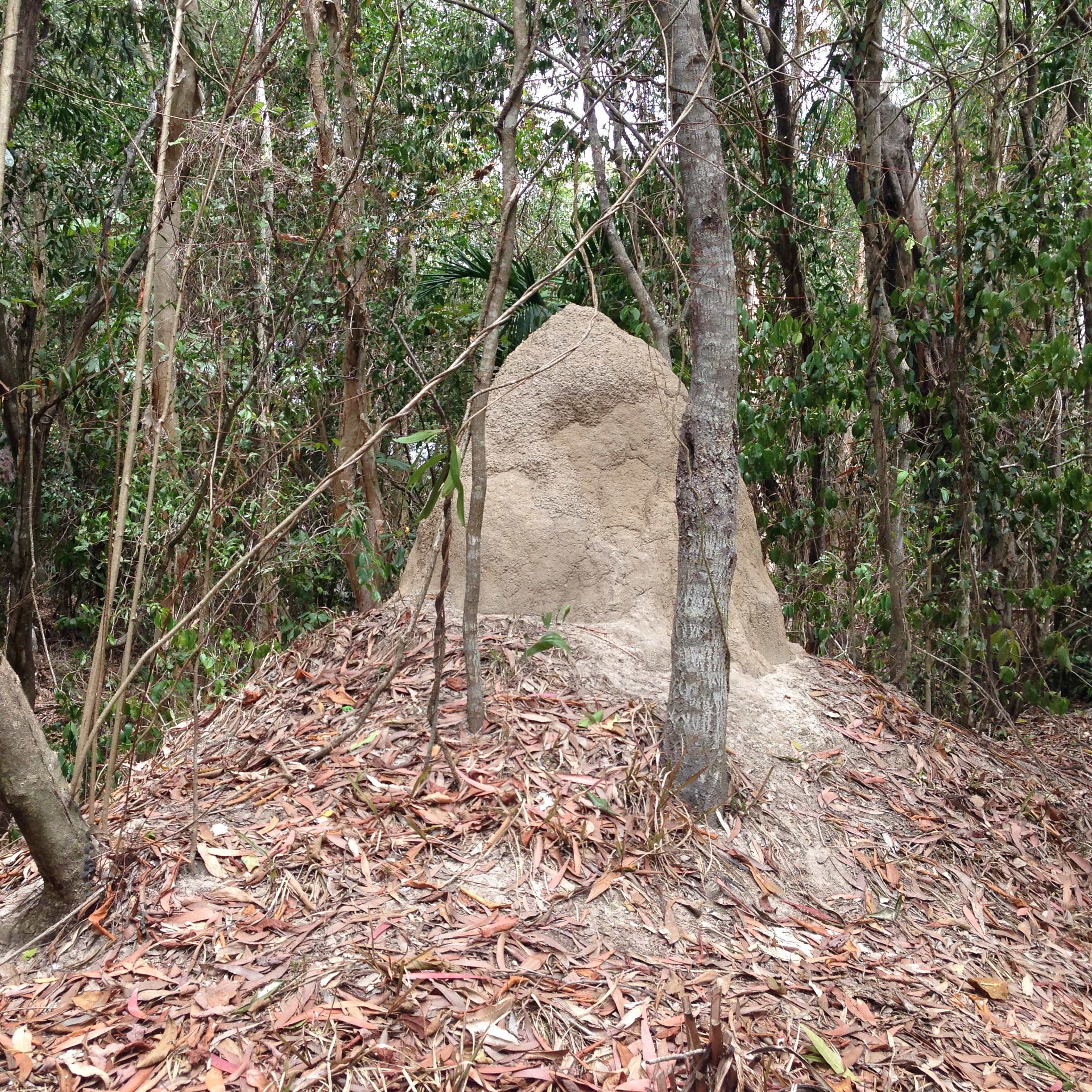 termite_mound